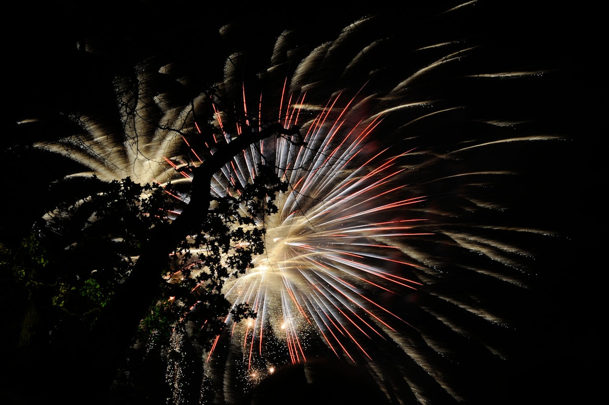 Fireworks behind a tree at Christchurch Park in Ipswich